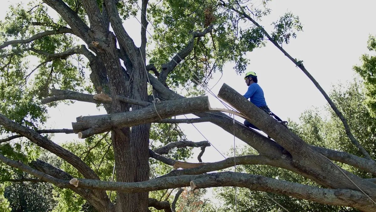 Professional Crown Thinning performed by certified arborists in New Zion