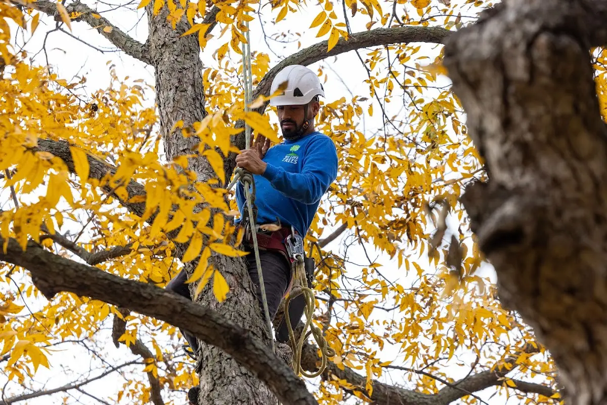 Skilled Tree Planing crew working in New Zion